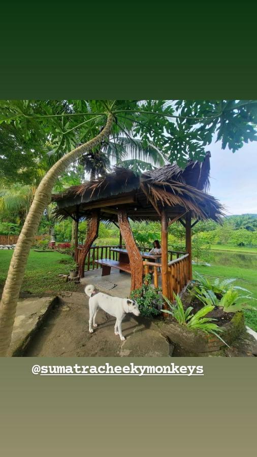 Sumatra Cheeky Monkeys Otel Bukit Lawang Dış mekan fotoğraf