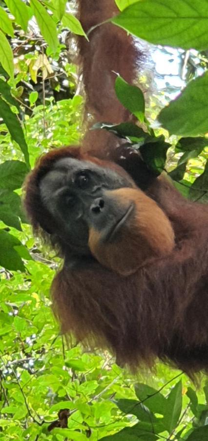 Sumatra Cheeky Monkeys Otel Bukit Lawang Dış mekan fotoğraf