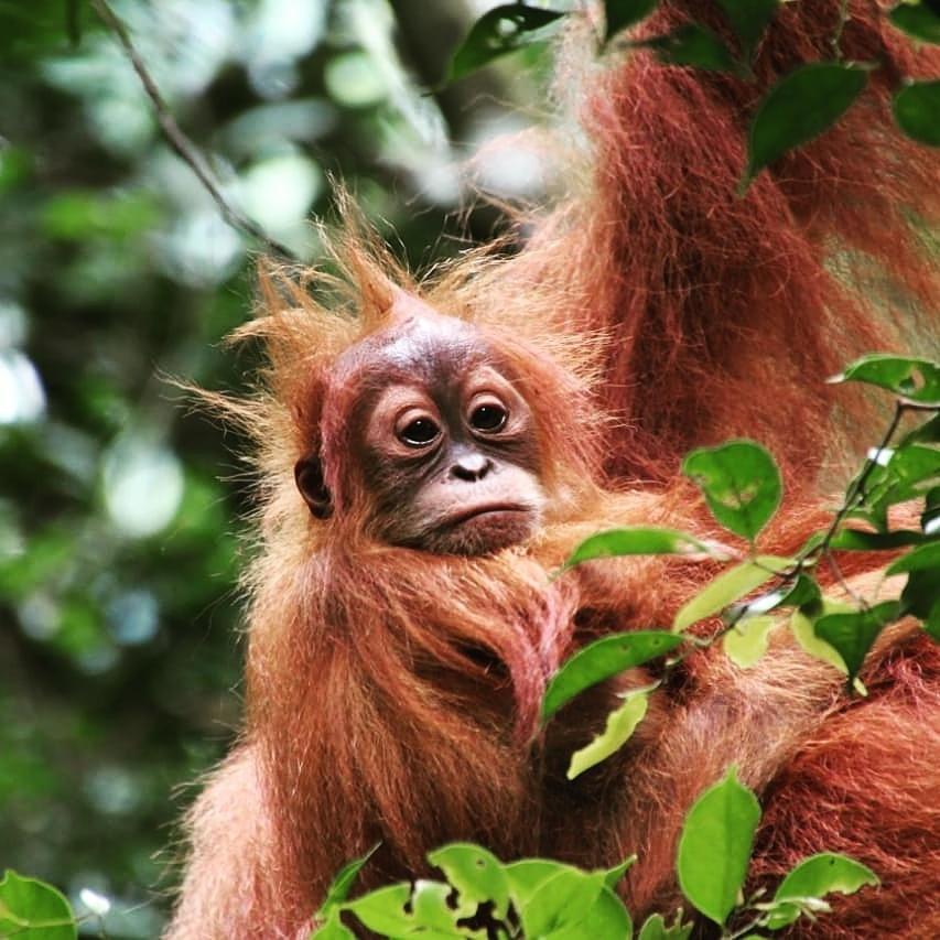 Sumatra Cheeky Monkeys Otel Bukit Lawang Dış mekan fotoğraf