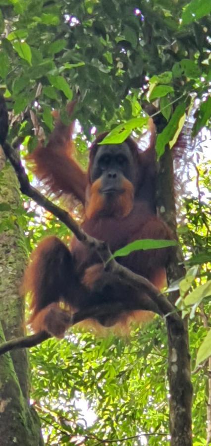 Sumatra Cheeky Monkeys Otel Bukit Lawang Dış mekan fotoğraf