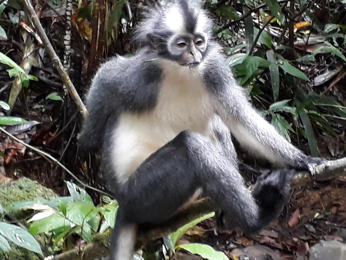 Sumatra Cheeky Monkeys Otel Bukit Lawang Dış mekan fotoğraf