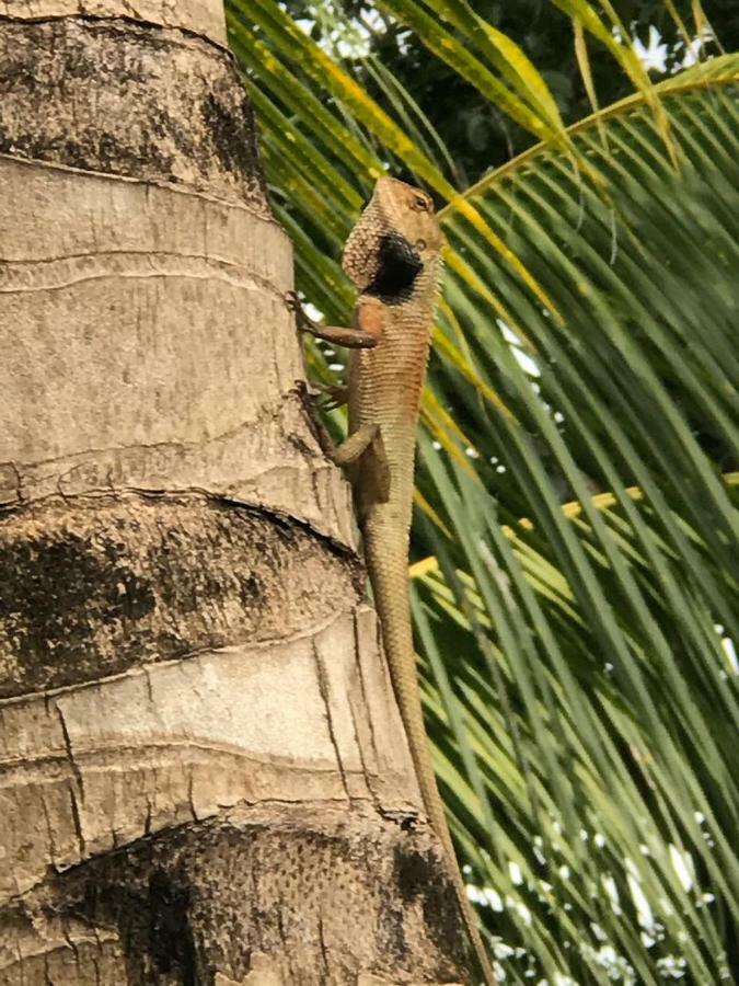 Sumatra Cheeky Monkeys Otel Bukit Lawang Dış mekan fotoğraf