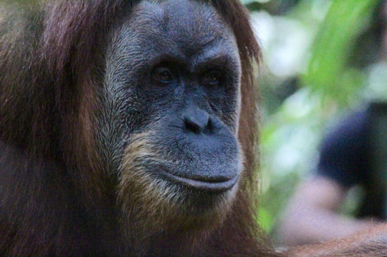 Sumatra Cheeky Monkeys Otel Bukit Lawang Dış mekan fotoğraf